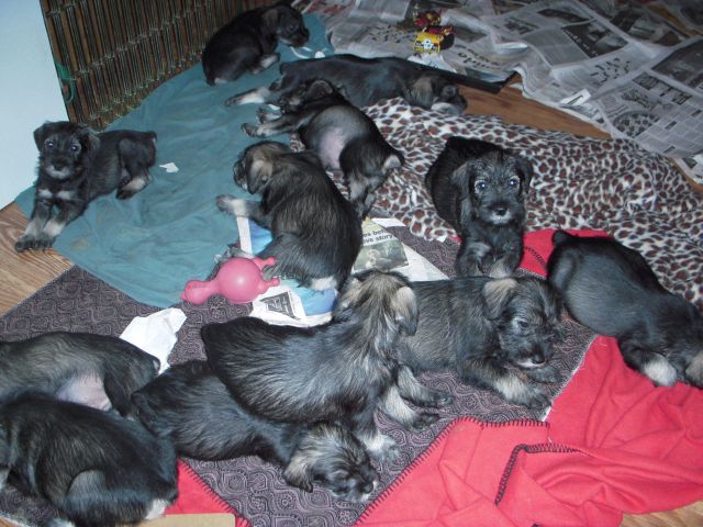 puppies